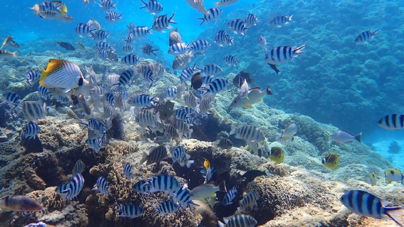 Aquarium Snorkeling Location