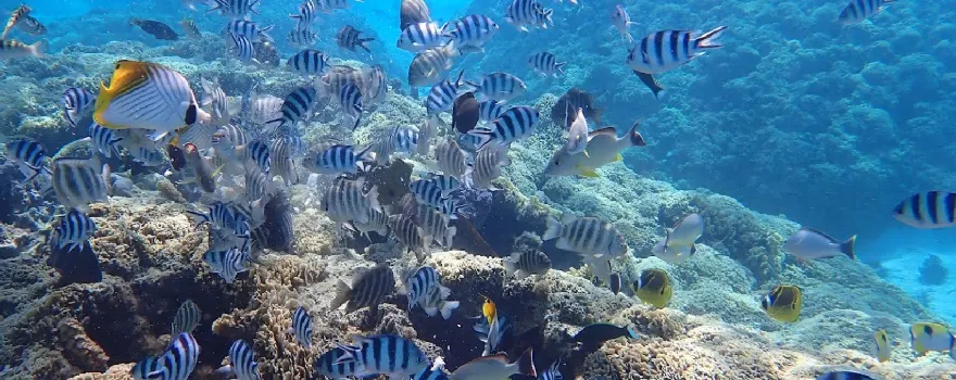 Aquarium Snorkeling Location