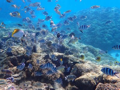 Aquarium Snorkeling Location