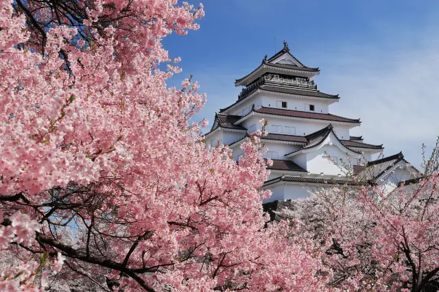 Cherry Blossom Viewing in Japan