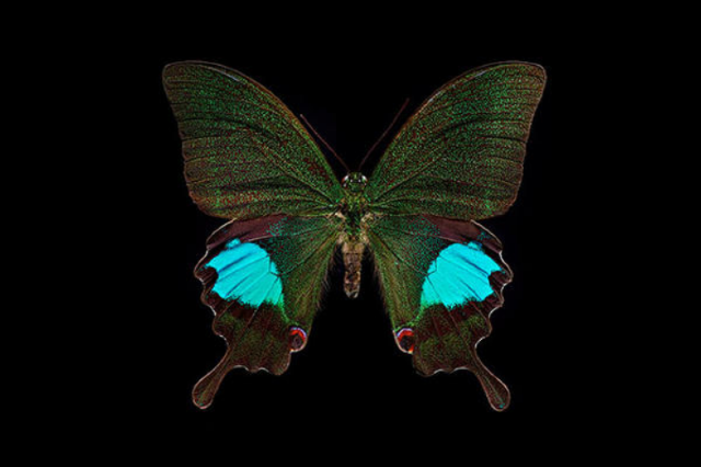 Microsculpture The insect photography of Levon Biss | Oxford University Museum of Natural History