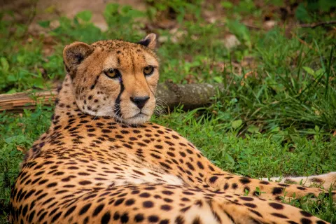 Philadelphia Zoo