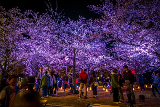 Ōgimachi Sakura Festival with Lanterns | Osaka