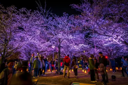 1_Ōgimachi Sakura Festival