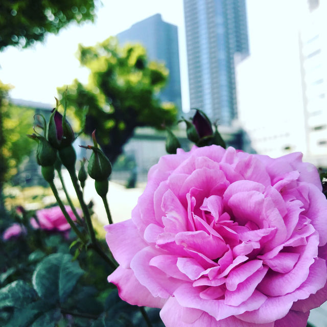 大阪　中之島バラ園