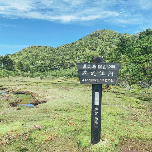 【屋久島】日本最南端の高層湿原