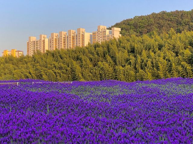 <울산, 봄향기 가득 태화강> 