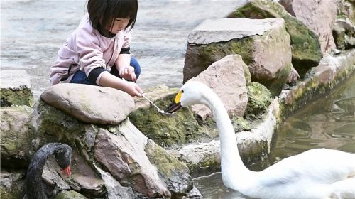 Bifengxia Wildlife Park