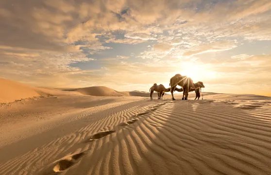 騰格裡研學大本營門票 + 衝浪車 + 騎駱駝 + 自駕卡丁車/電單車 + 滑沙 + 中衞市區來回接送服務成人