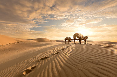 Tengger Desert
