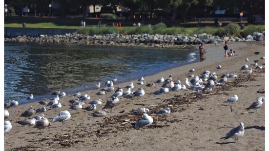 夕阳下的English Bay Beach 英吉利湾海滩，据