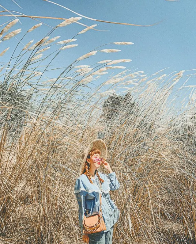 台中中央公園 芒草