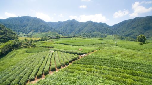 杭州龍塢茶村採茶品茶+炒茶+人工導覽服務所有旅客