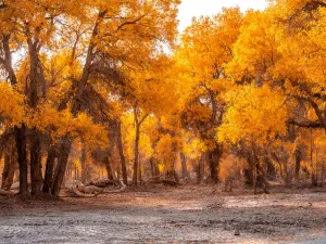 Tarim Populus Euphratica Forest Park