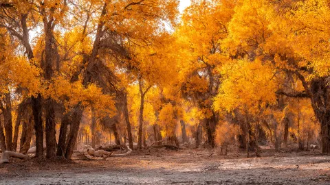 Tarim Populus Euphratica Forest Park attraction in Bayingolin Mongol Autonomous Prefecture