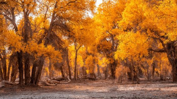 Tarim Populus Euphratica Forest Park
