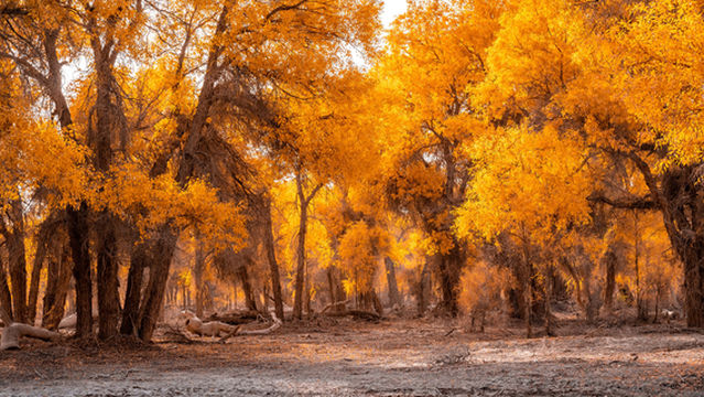 Tarim Populus Euphratica Forest Park