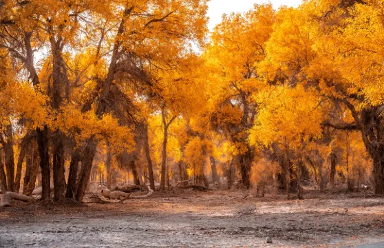 塔里木胡楊林公園門票2人