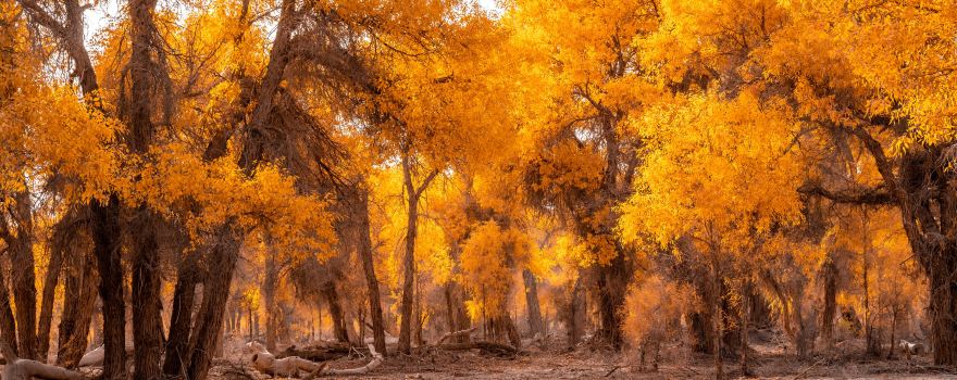 Tarim Populus Euphratica Forest Park
