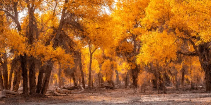 塔里木胡楊林公園