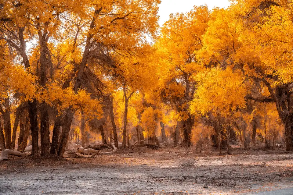 1_Tarim Populus Euphratica Forest Park