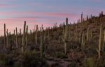 Desert Botanical Garden