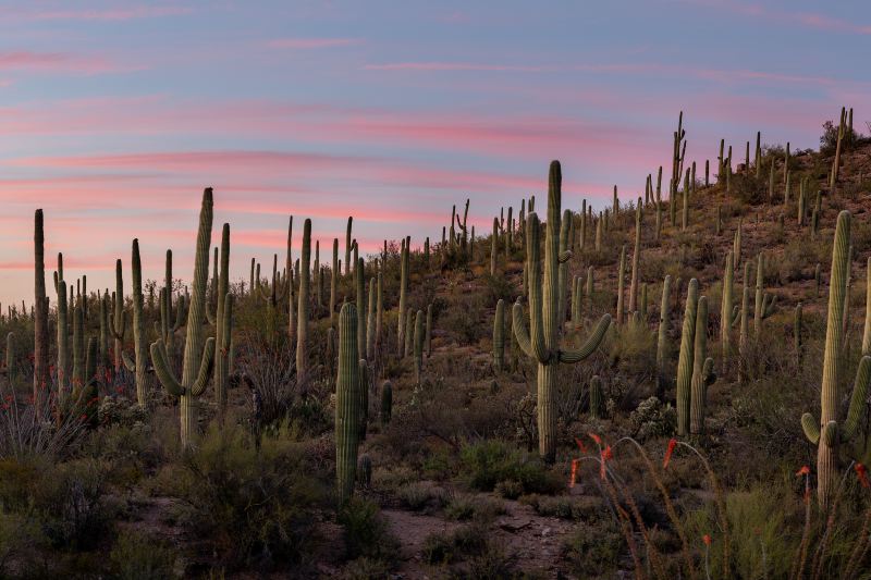 Desert Botanical Garden