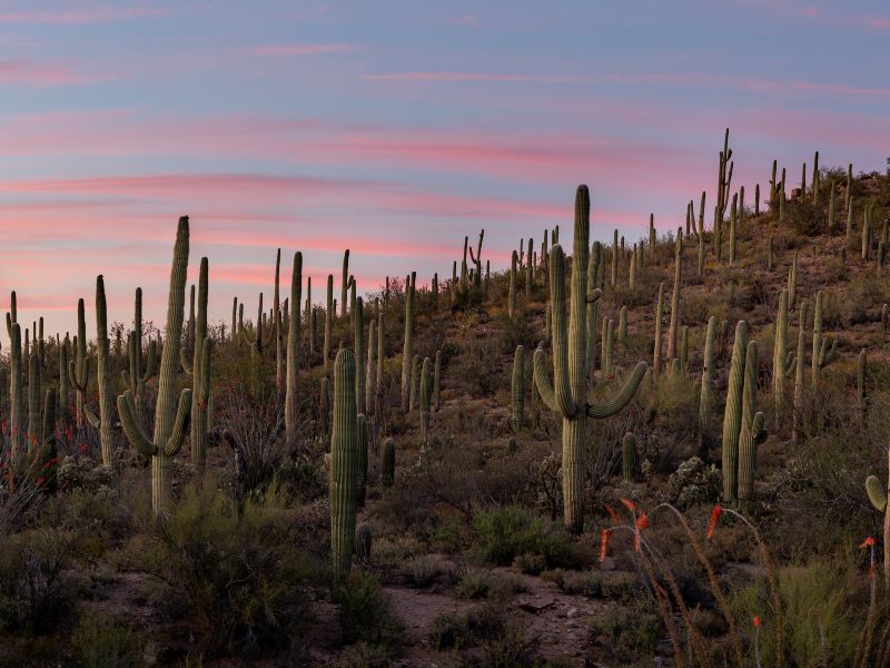 Desert Botanical Garden