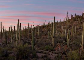 Flüge mit Arik Air nach Phoenix