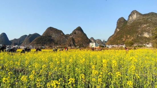 夏棠寨是阳朔遇龙河附近一个小村庄，村庄周边有大片的油菜花，配