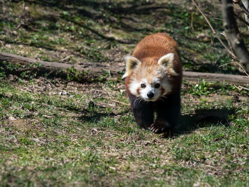 Yancheng Wild Animal World