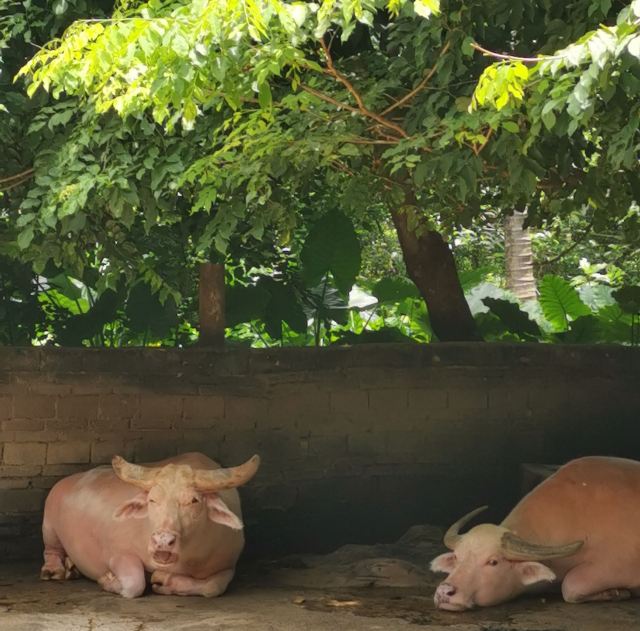 Hainan Tropical Wildlife Park