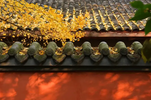 Chengdu Ginkgo Trees