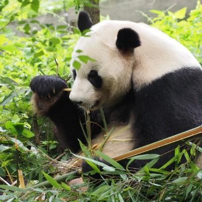 Chengdu 22 Top Things To Do Chengdu Travel Guides Top Recommended Chengdu Attraction Tickets Hotels Places To Visit Dining And Restaurants Trip Com