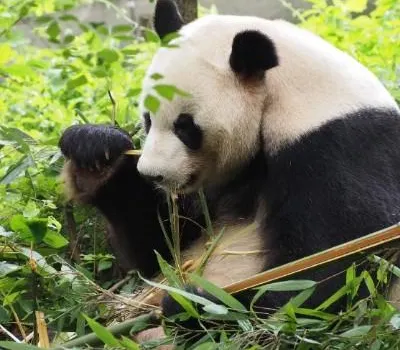 2026 Chengdu Travel Guide - Best Things to do in Chengdu - Trip.com