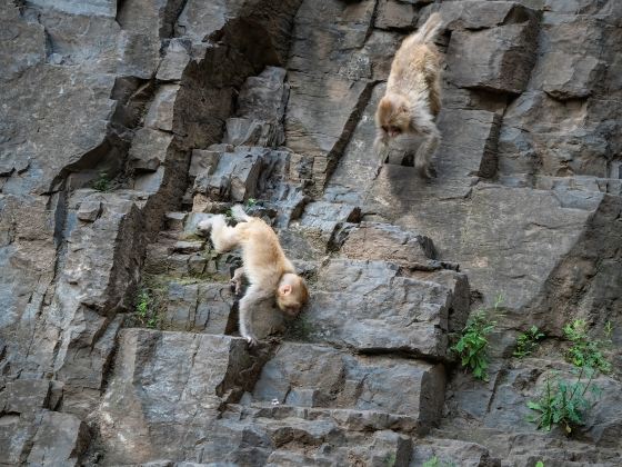 Henan Taihang Mountain Macaque National Nature Reserve