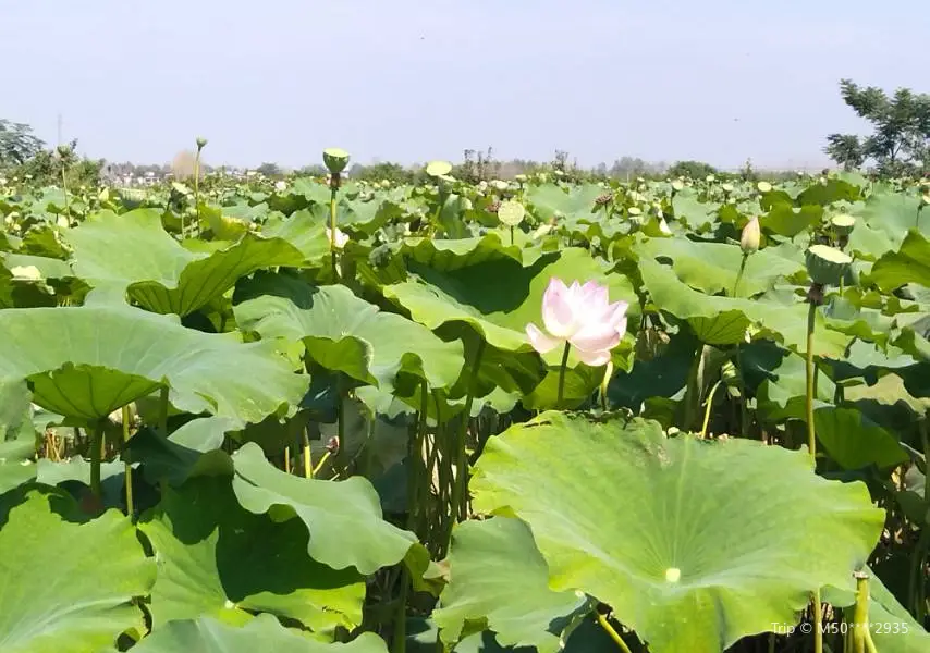 福田蓮海觀光園