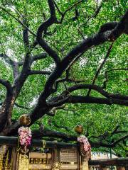 Bodhgaya Bodhi Tree