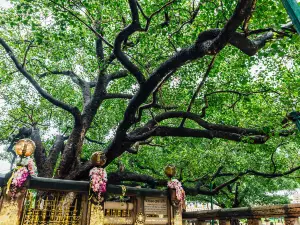 Bodhgaya Bodhi Tree