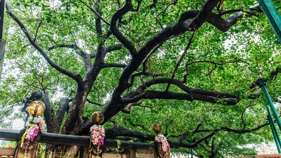 ゴータマ・ブッダの菩提樹