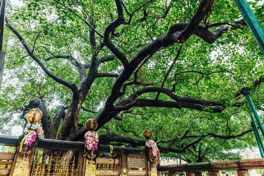 ゴータマ・ブッダの菩提樹