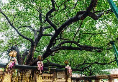 Bodhgaya Bodhi Tree