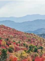 四方山楓葉谷