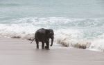 Lily Elephant Camp @Phuket