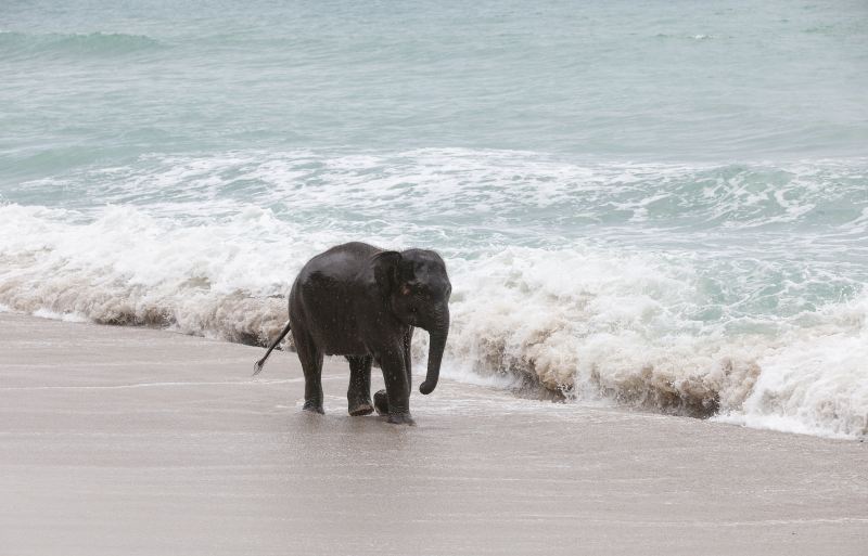 Lily Elephant Camp @Phuket