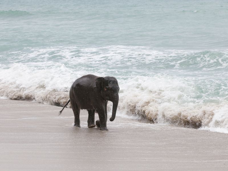 Lily Elephant Camp @Phuket