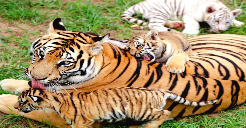 Family-Friendly Attractions