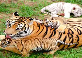 西霞口神鵰山野生動物園