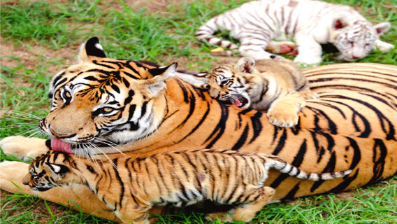 Shendiao Wild Animal Nature Reserve