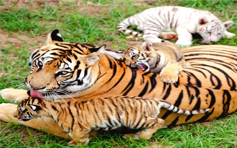 Hotels near Shendiao Wild Animal Nature Reserve